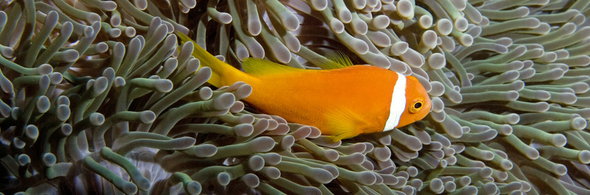 Diving In Maldives Feb March 2007.