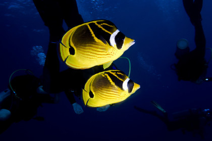 Diving in Lanai- Hawaii.