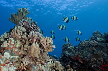 Diving in Maui HAWAII - USA . Jan 2007.