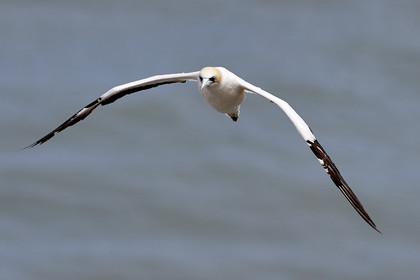 18_029379  ©ThMartinez Sea&Co.  MURIWAI BEACH - NORTH ISLAND. NEW ZEALAND . 11 March  2018. .Gannet ..