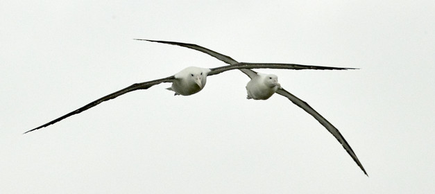 18_025707-Royal Alabtros