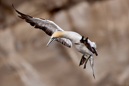 18_029325  ©ThMartinez Sea&Co.  MURIWAI BEACH - NORTH ISLAND. NEW ZEALAND . 11 March  2018. .Gannet ..