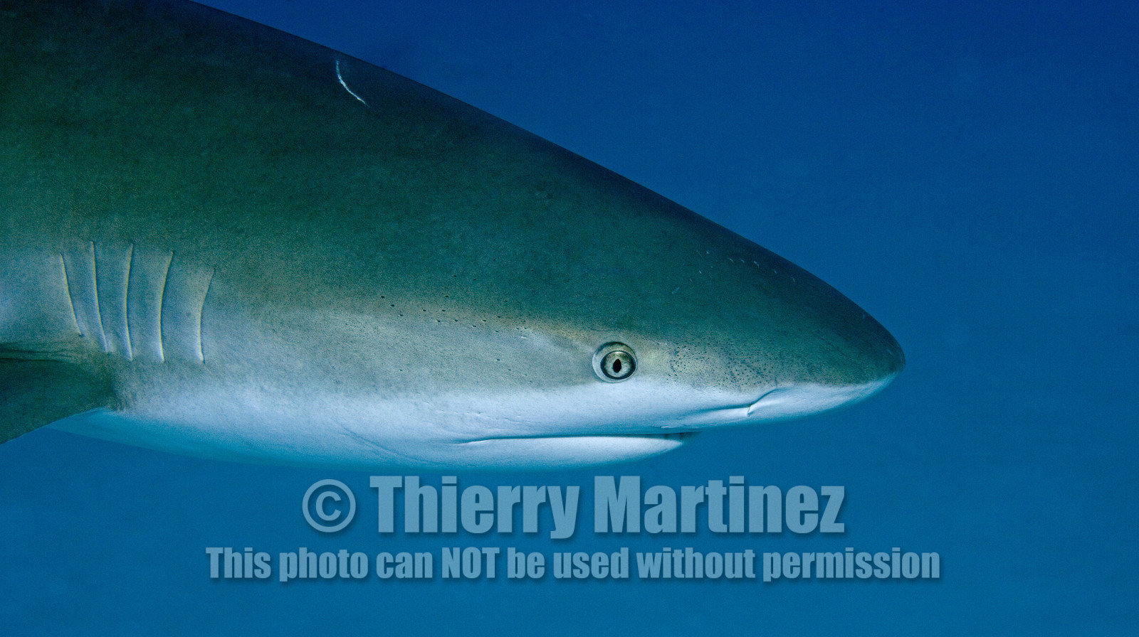 DIVING IN BAHAMAS. Dec 2006.