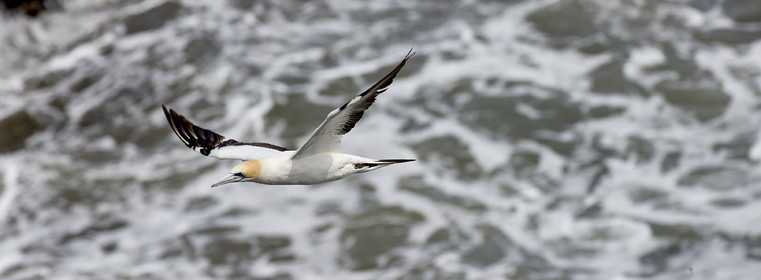 18_029116  ©ThMartinez Sea&Co.  MURIWAI BEACH - NORTH ISLAND. NEW ZEALAND . 11 March  2018. .Gannet ..