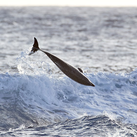 THM-18_039018_RANGIROA