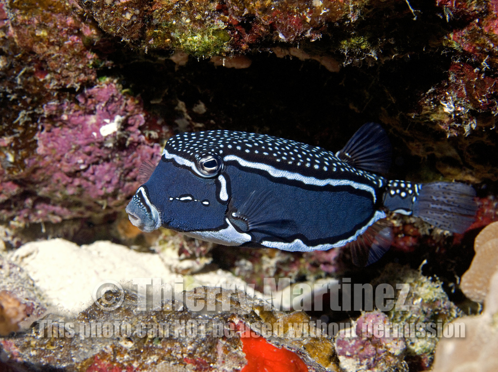 Diving in Maui HAWAII - USA . Jan 2007.
