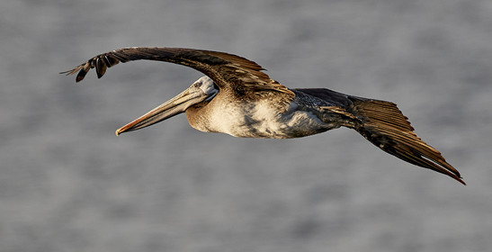 THM-18_043193_ZAPALLAR