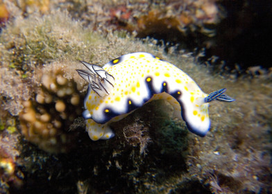 Diving in Maui HAWAII - USA . Jan 2007.