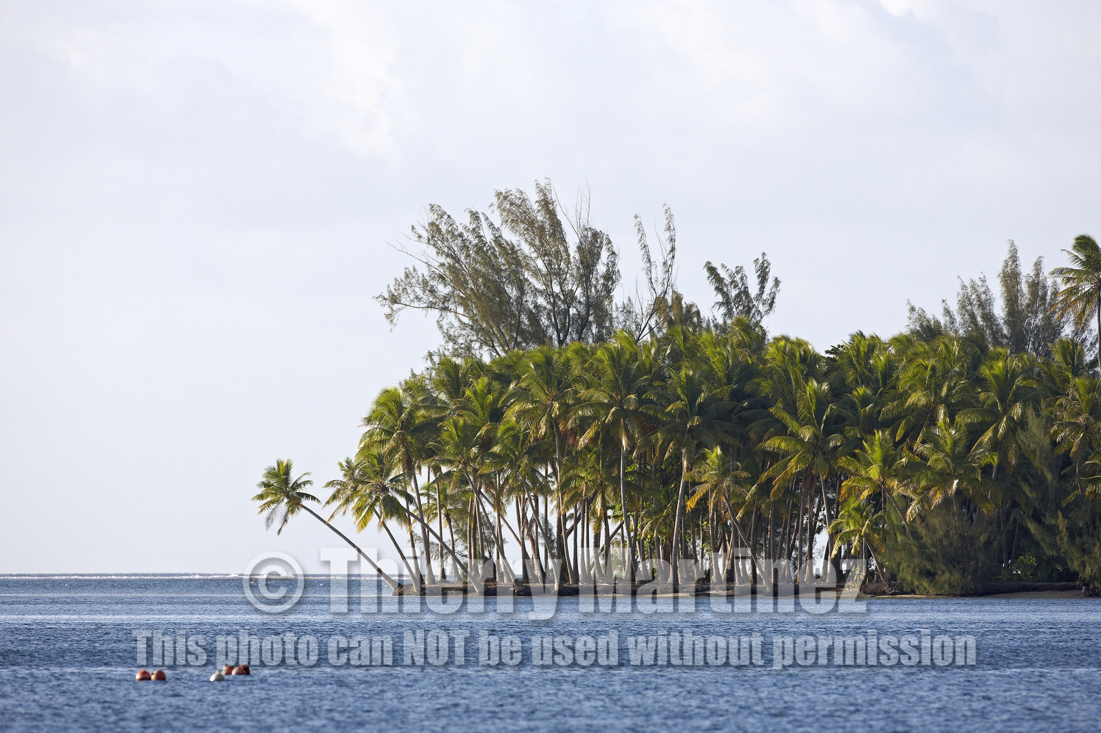 15_023800  ©ThMartinez Sea&Co.  RAIATEA - ILES SOUS LE VENT. POLYNESIE FRANCAISE .  2 Février 2015. ..