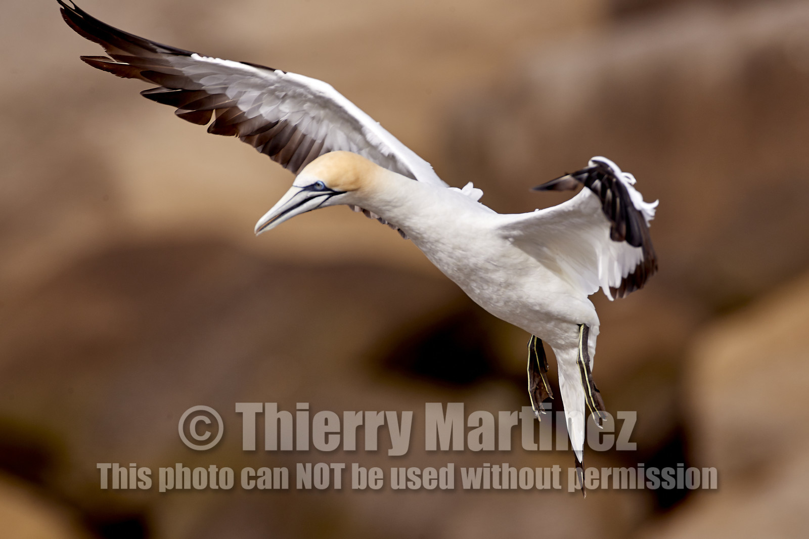 18_029318  ©ThMartinez Sea&Co.  MURIWAI BEACH - NORTH ISLAND. NEW ZEALAND . 11 March  2018. .Gannet ..