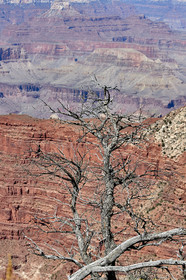 THM-18_057269-GRAND CANYON