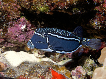 Diving in Maui HAWAII - USA . Jan 2007.