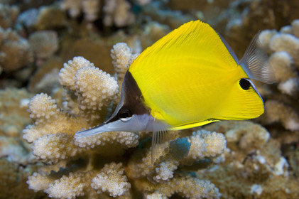 Diving in Maui HAWAII -USA . Jan 2007.