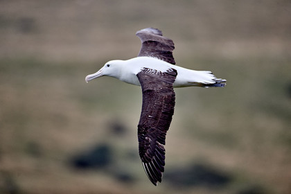 18_025437-Royal Alabtros