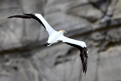 18_029157  ©ThMartinez Sea&Co.  MURIWAI BEACH - NORTH ISLAND. NEW ZEALAND . 11 March  2018. .Gannet ..