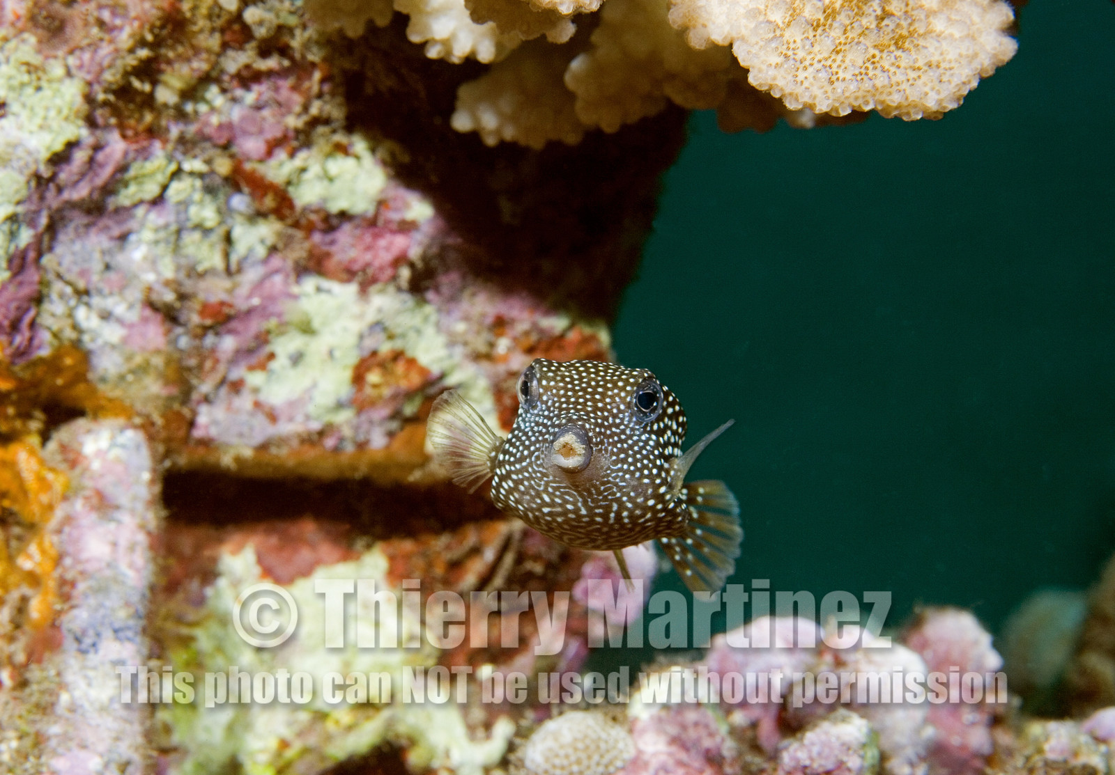Diving in Maui HAWAII - USA . Jan 2007.