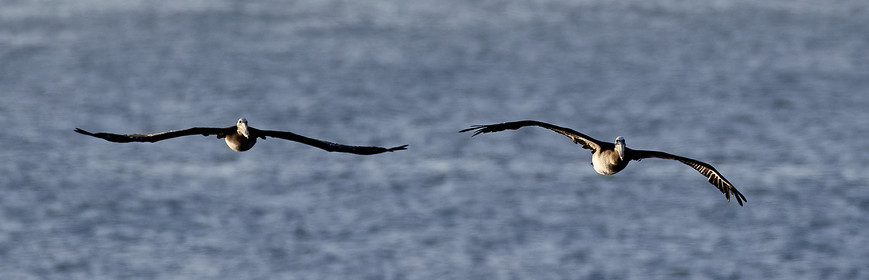 THM-18_043059_ZAPALLAR