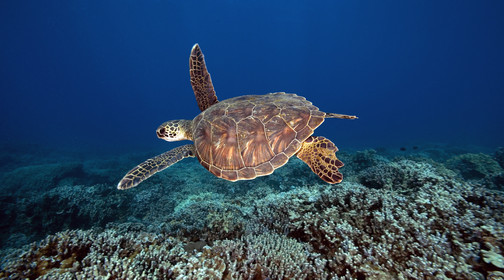 Diving in Maui HAWAII - USA . Jan 2007.