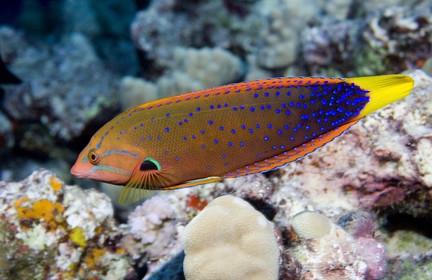 Diving in Maui HAWAII - USA . Jan 2007.