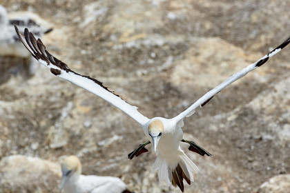 18_030469  ©ThMartinez Sea&Co.  MURIWAI BEACH - NORTH ISLAND. NEW ZEALAND . 11 March  2018. .Gannet ..