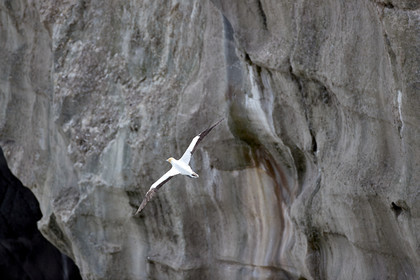 18_030216  ©ThMartinez Sea&Co.  MURIWAI BEACH - NORTH ISLAND. NEW ZEALAND . 11 March  2018. .Gannet ..