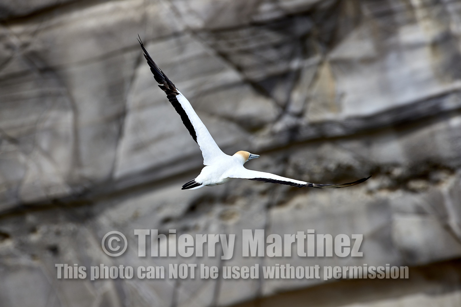 18_029158  ©ThMartinez Sea&Co.  MURIWAI BEACH - NORTH ISLAND. NEW ZEALAND . 11 March  2018. .Gannet ..