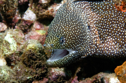 Diving in Maui HAWAII - USA . Jan 2007.