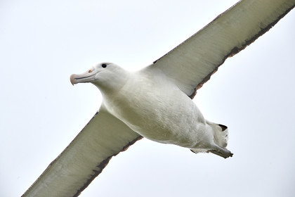 18_025227-Royal Alabtros