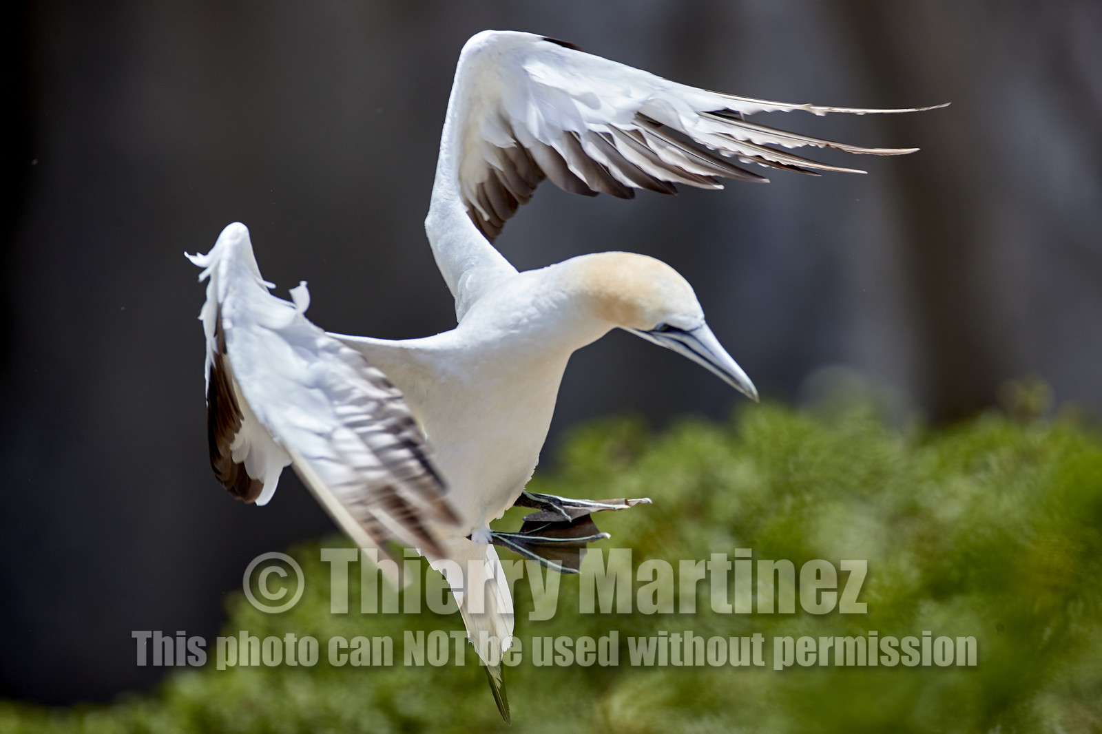 18_030234  ©ThMartinez Sea&Co.  MURIWAI BEACH - NORTH ISLAND. NEW ZEALAND . 11 March  2018. .Gannet ..
