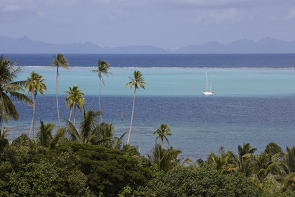 15_024396  ©ThMartinez Sea&Co.  RAIATEA - ILES SOUS LE VENT. POLYNESIE FRANCAISE .  2 Février 2015. ..