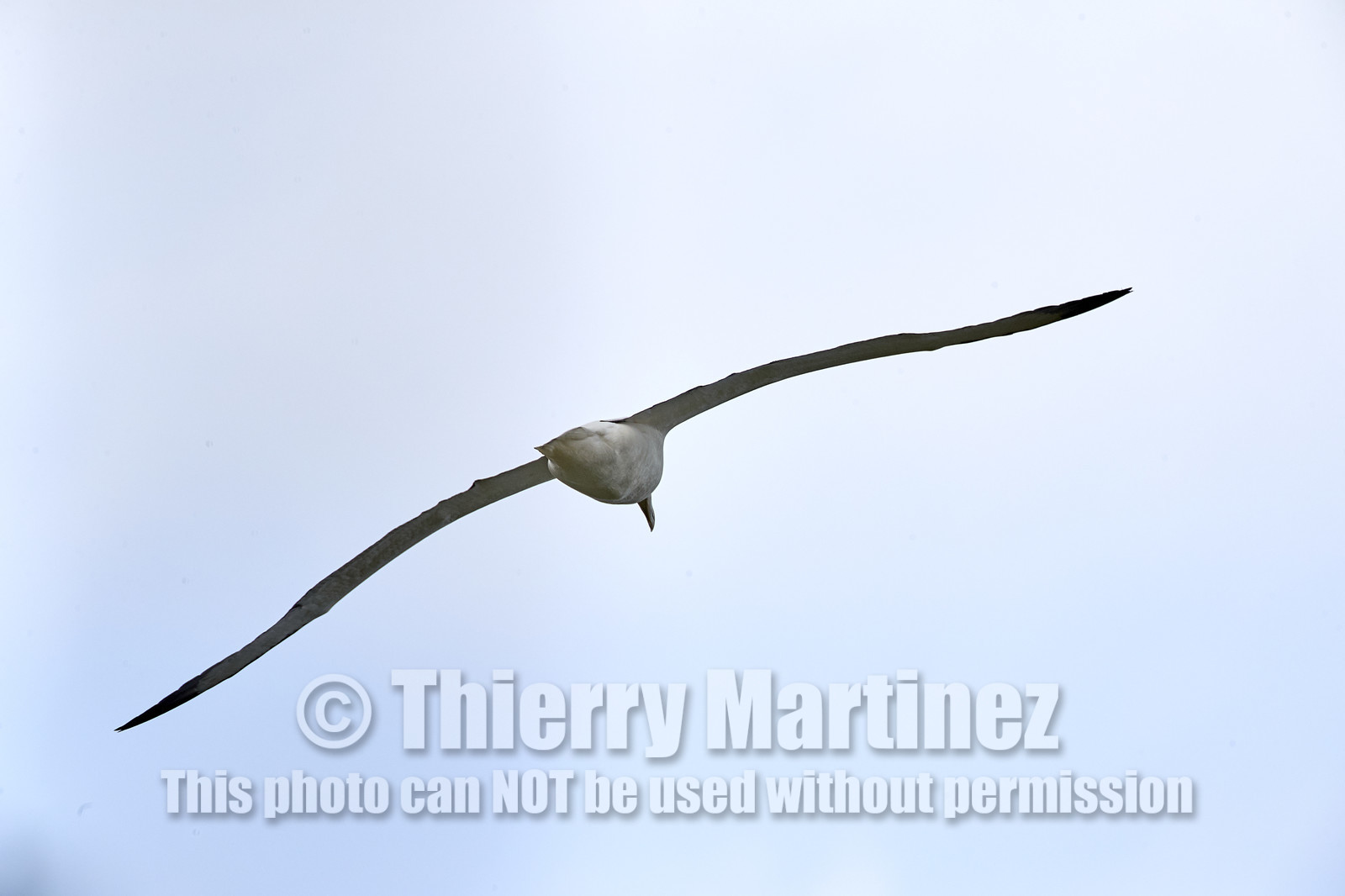 18_025173-Royal Alabtros