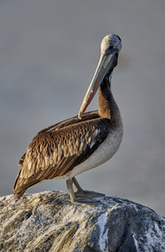 THM-18_043250_ZAPALLAR