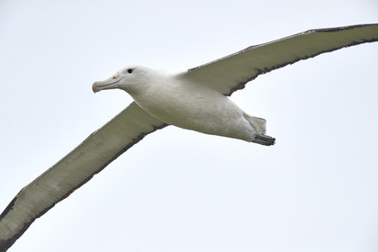 18_025137-Royal Alabtros