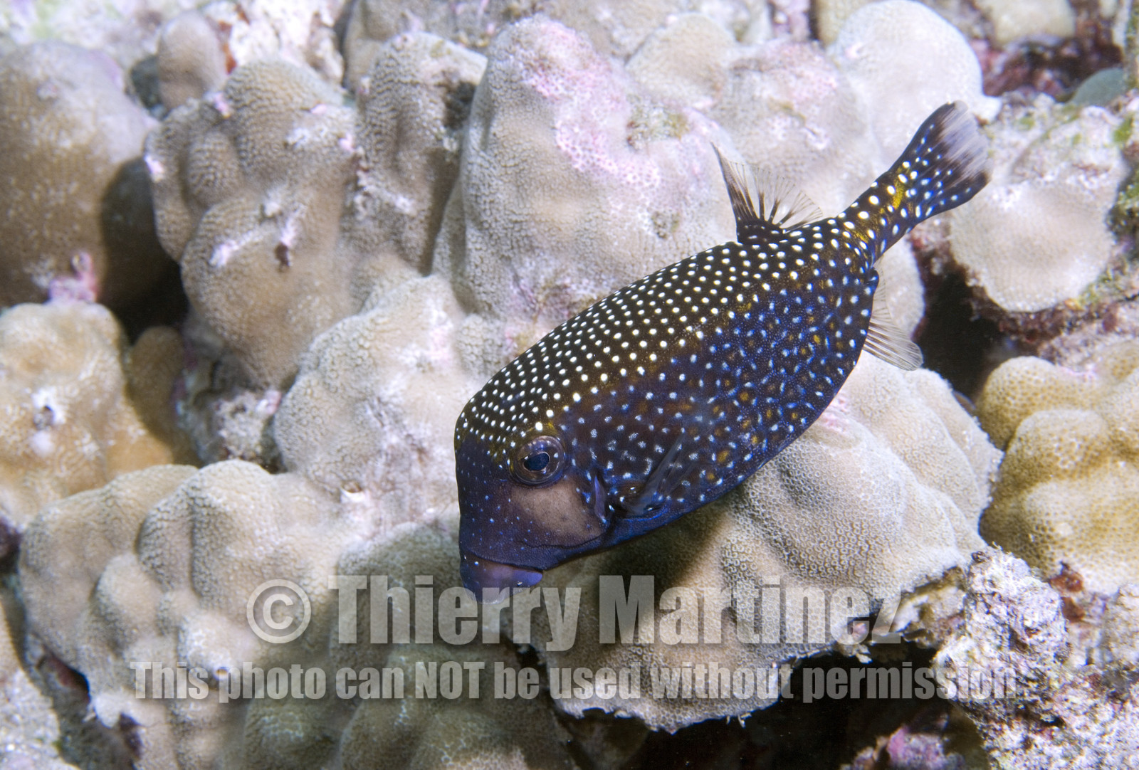Diving in Maui HAWAII - USA . Jan 2007.