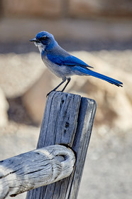 THM-18_057561-GRAND CANYON
