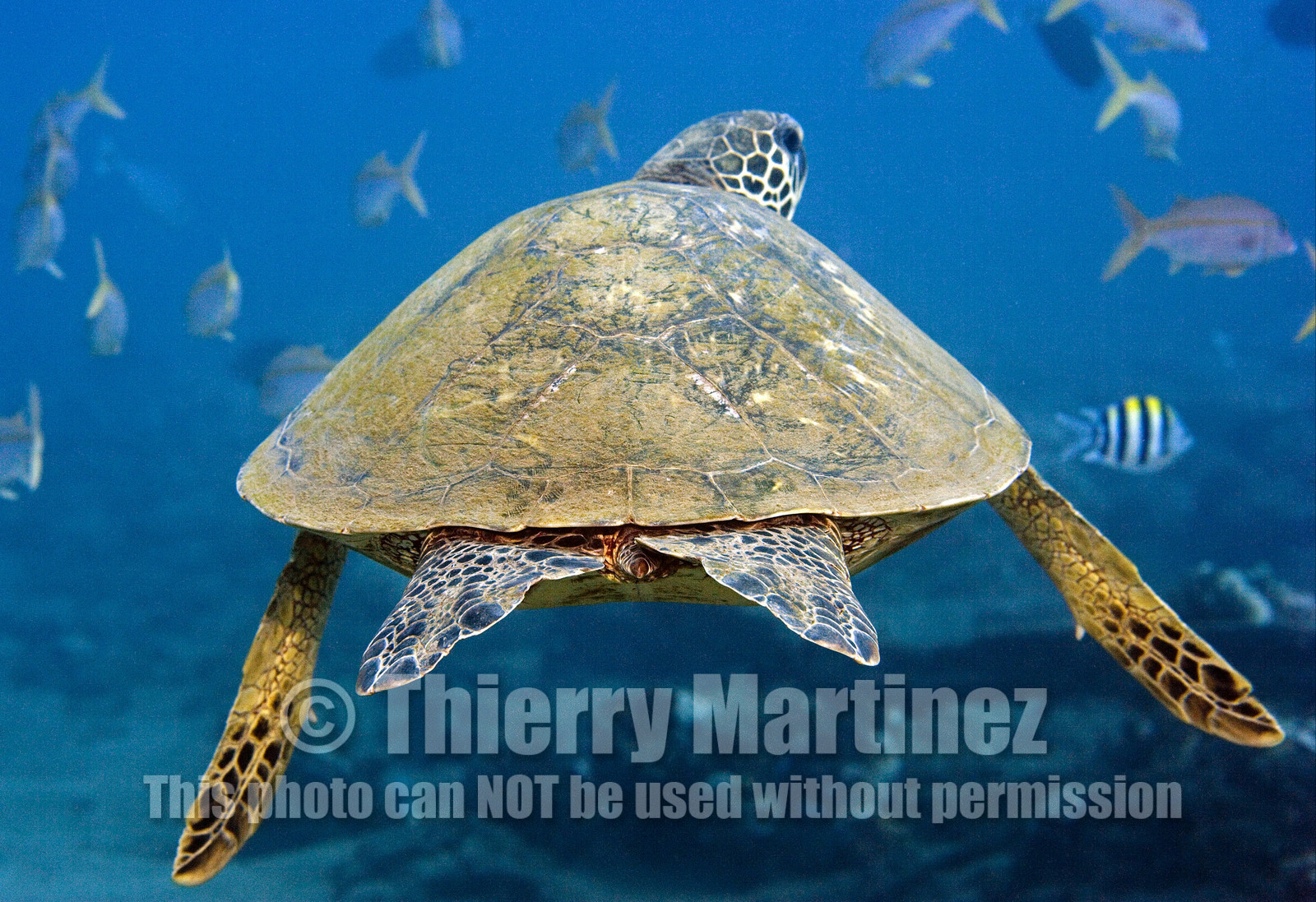 Diving in Maui HAWAII - USA . Jan 2007.