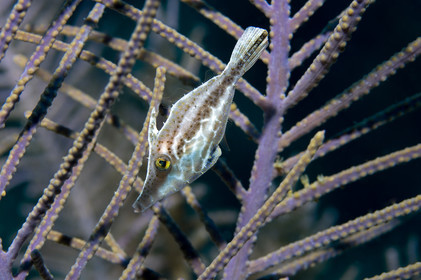 DIVING IN BAHAMAS- JAN 2007