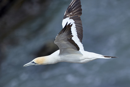 18_029050  ©ThMartinez Sea&Co.  MURIWAI BEACH - NORTH ISLAND. NEW ZEALAND . 11 March  2018. .Gannet ..