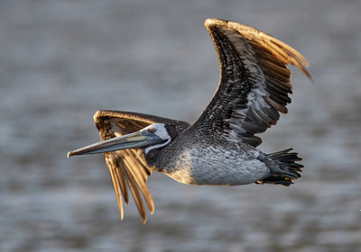 THM-18_043441_ZAPALLAR