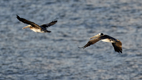 THM-18_043016_ZAPALLAR