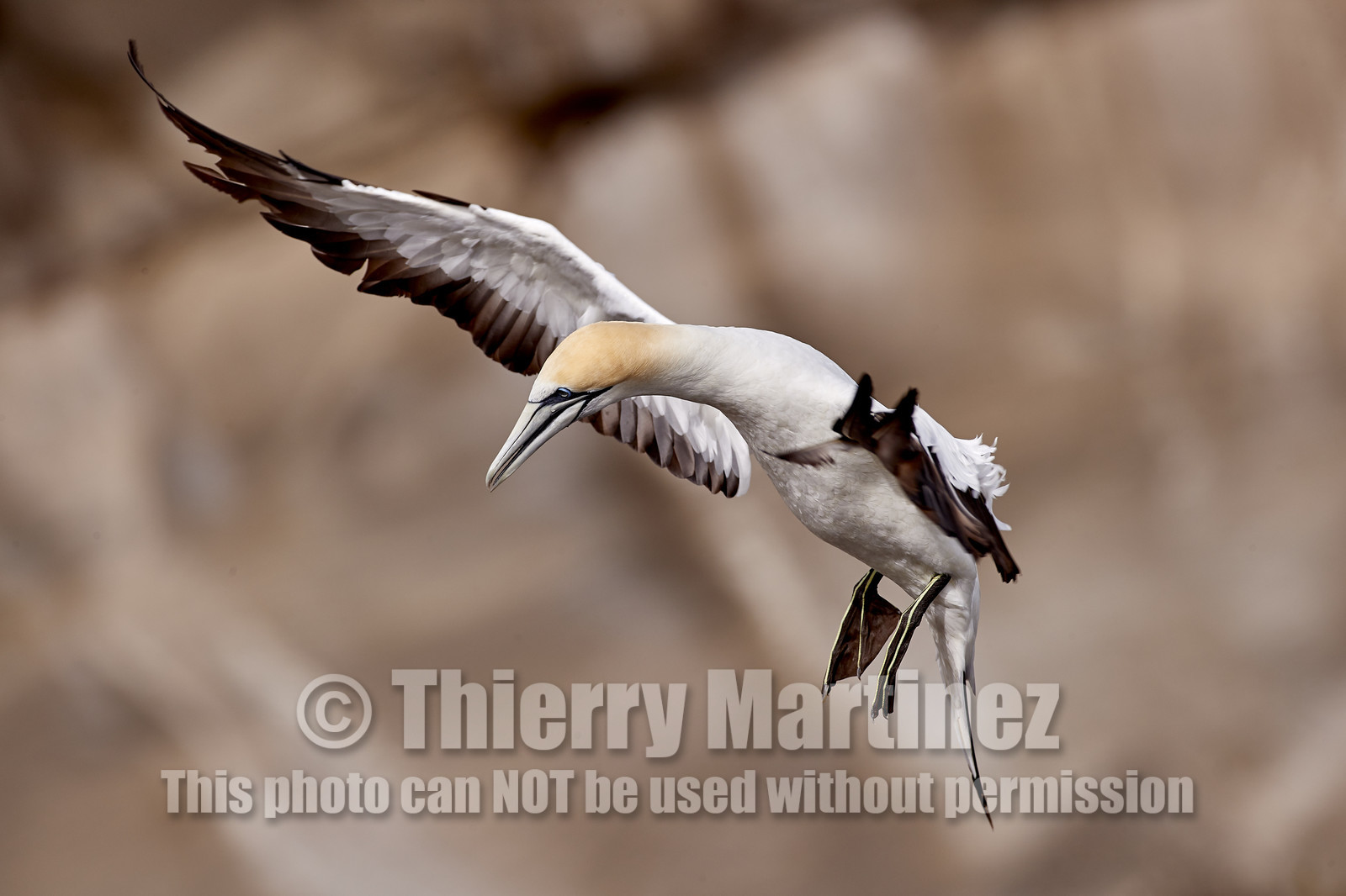 18_029325  ©ThMartinez Sea&Co.  MURIWAI BEACH - NORTH ISLAND. NEW ZEALAND . 11 March  2018. .Gannet ..