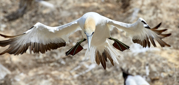18_030471  ©ThMartinez Sea&Co.  MURIWAI BEACH - NORTH ISLAND. NEW ZEALAND . 11 March  2018. .Gannet ..