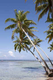 15_024895  ©ThMartinez Sea&Co.  RAIATEA - ILES SOUS LE VENT. POLYNESIE FRANCAISE .  2 Février 2015. ..MOTU dans le lagon de Raiatea.