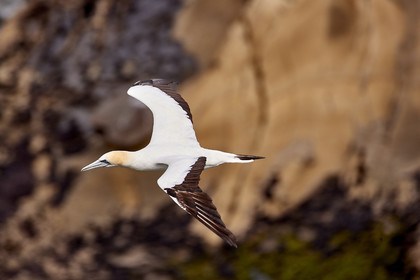 18_029077  ©ThMartinez Sea&Co.  MURIWAI BEACH - NORTH ISLAND. NEW ZEALAND . 11 March  2018. .Gannet ..