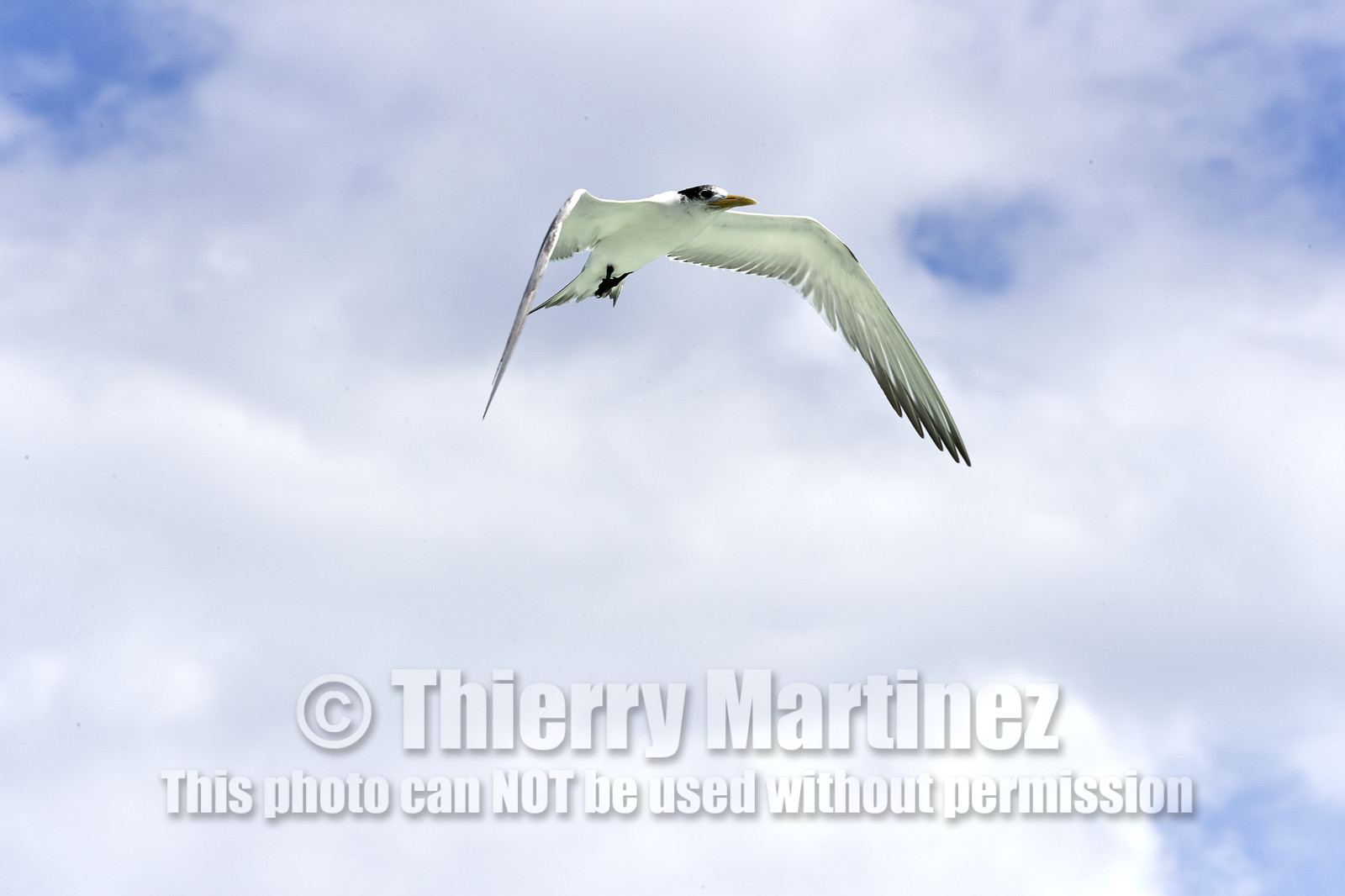 THM-18_041099_FAKARAVA