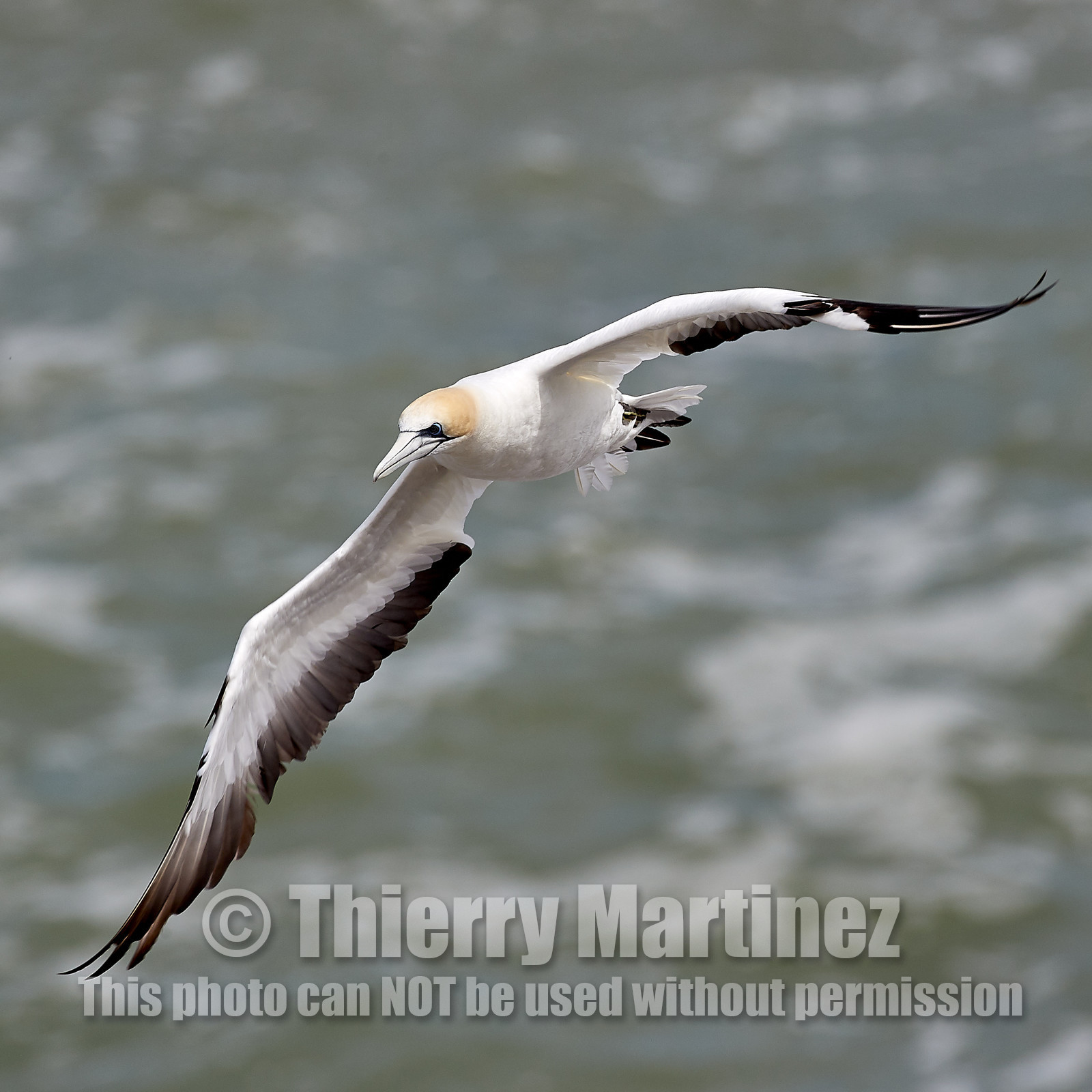 18_029136  ©ThMartinez Sea&Co.  MURIWAI BEACH - NORTH ISLAND. NEW ZEALAND . 11 March  2018. .Gannet ..
