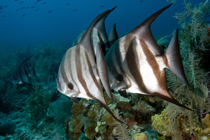 DIVING IN BAHAMAS- JAN 2007