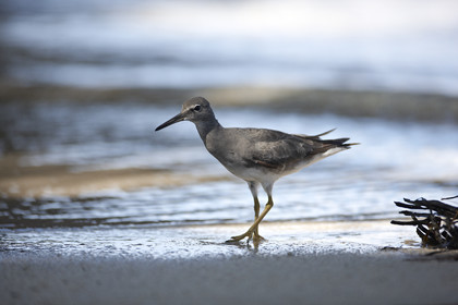 15_024965  ©ThMartinez Sea&Co.  RAIATEA - ILES SOUS LE VENT. POLYNESIE FRANCAISE .  2 Février 2015. ..NODDI