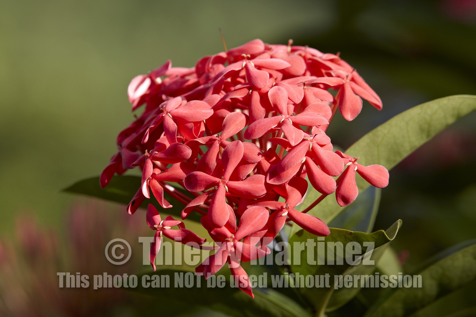 15_023378  ©ThMartinez Sea&Co.  HUAHINE - ILES SOUS LE VENT. POLYNESIE FRANCAISE . 31 January 2015. .Village de FARE.