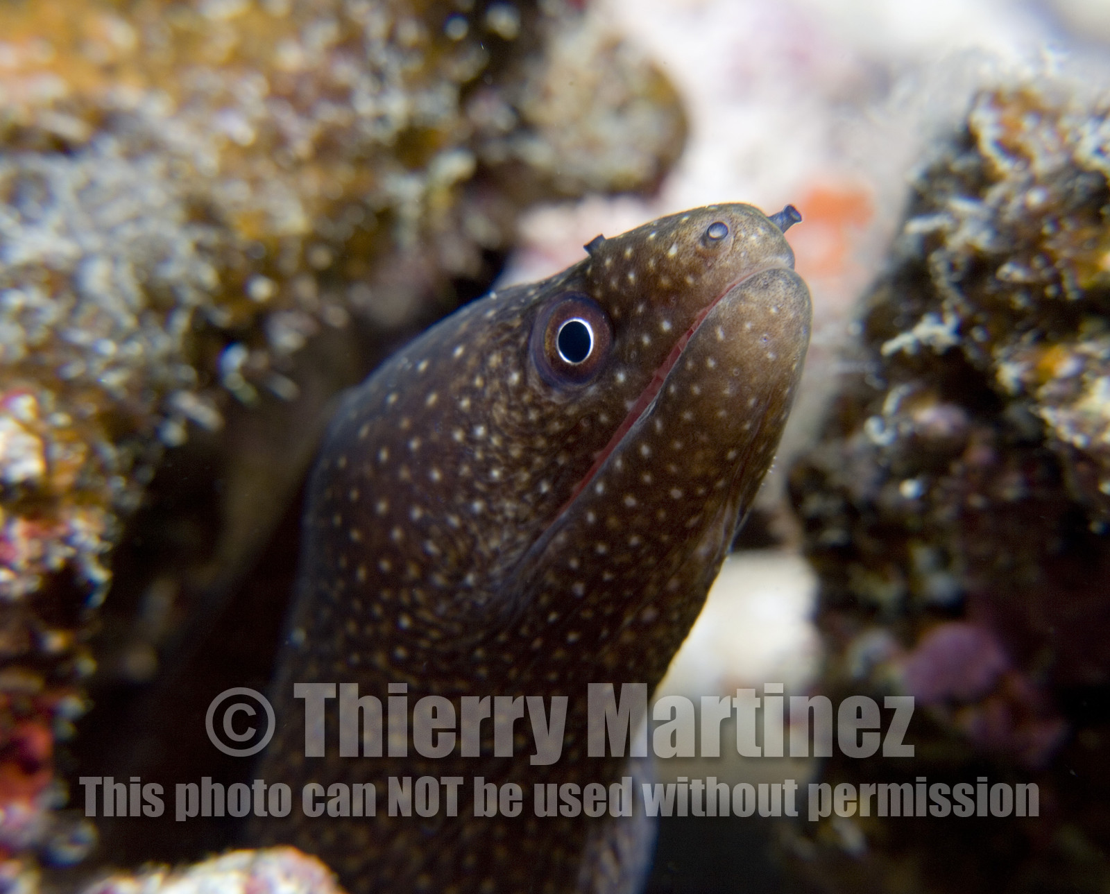Diving in Maui HAWAII - USA . Jan 2007.